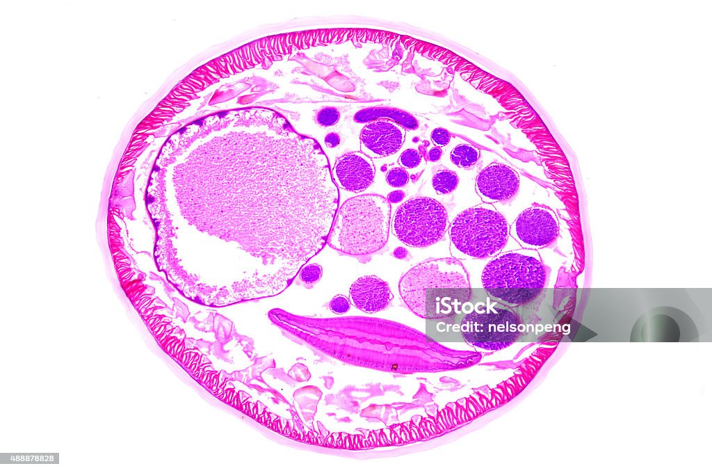 Microscopic of earthworm biology slice Microscopic of earthworm biology slice on white background. 2015 Stock Photo
