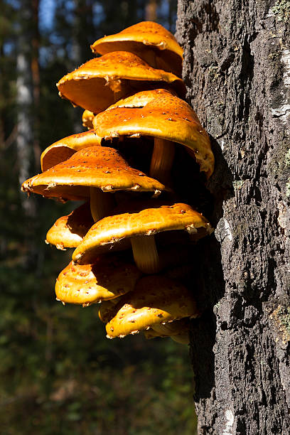 Tree fungus Tree fungus marasmius siccus stock pictures, royalty-free photos & images