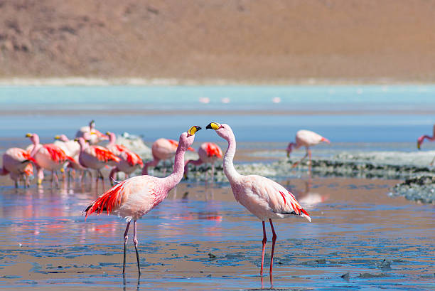 zwei rosa flamingos im "laguna colorada" die bolivianische anden - laguna colorada stock-fotos und bilder