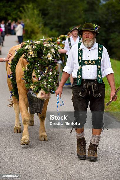 Return Of Cows From Mountain Pasture To Valley In Bavaria Stock Photo - Download Image Now