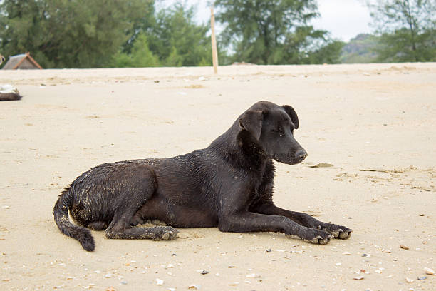 istock black dog sleep on beach 488882340