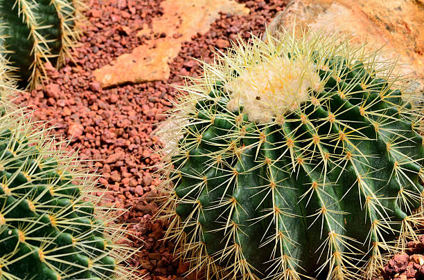istock Cactus in the botanical garden. 488882662