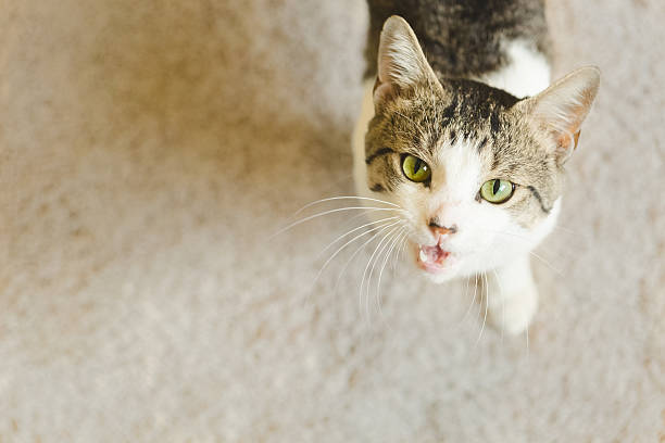 High angle portrait of cat sitting on street and meows to the camera.