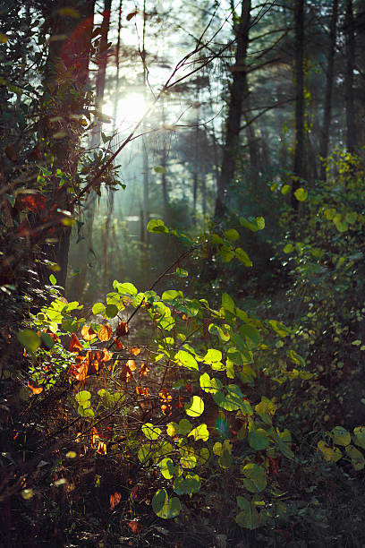 istock Morning sunshine is on my camera 488882970
