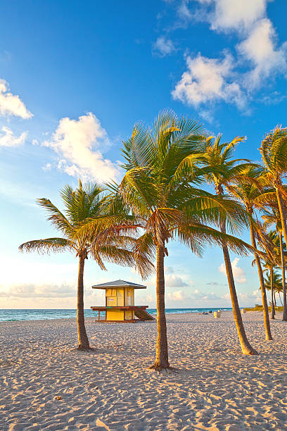 Palm trees and lifeguard house in Hollywood Beach stock photo