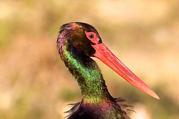 istock Close-up of the african openbill 488884218