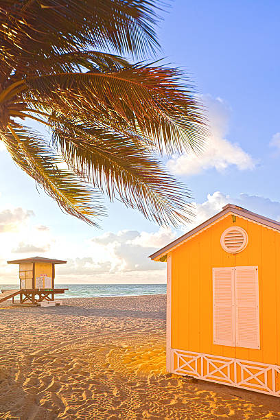 istock Palm trees and lifeguard house in Hollywood Beach 488884586
