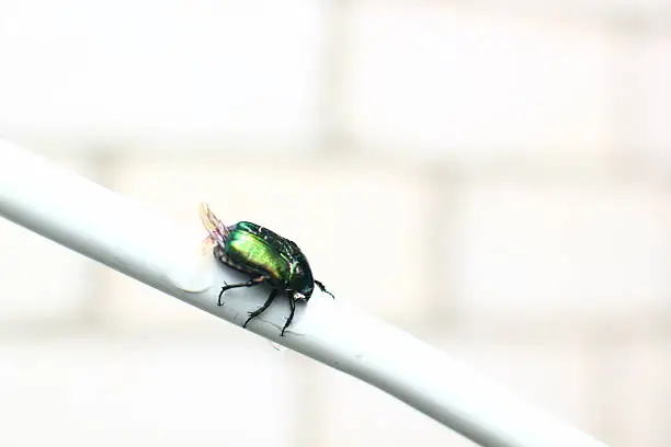 A close-up of European dung-beetle on a metal pipe.