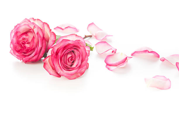 istock Pink Roses and petals 488888079