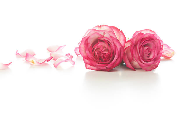 istock Pink Roses and petals 488888087