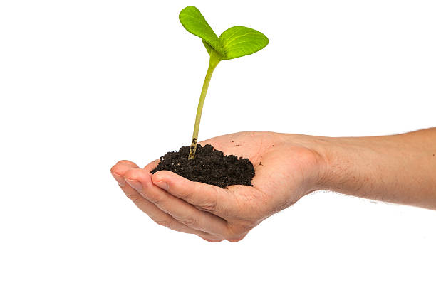 istock Male hand hold a small sprout and an earth handful 488889135