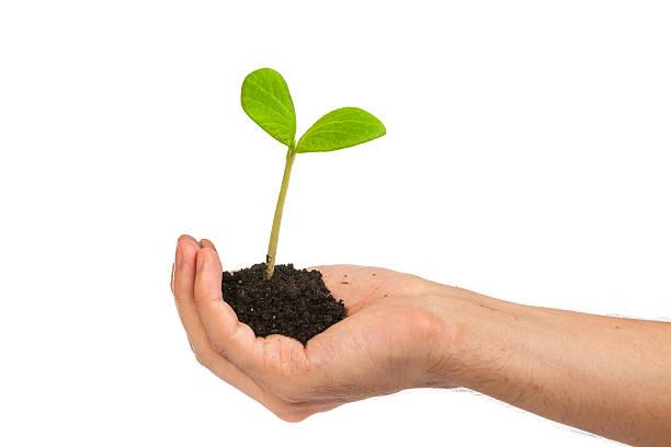 istock Male hand hold a small sprout and an earth handful 488889137