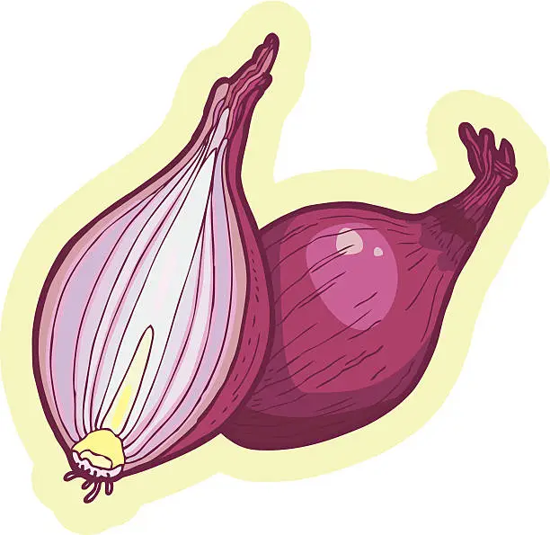 Vector illustration of Red Onion - Illustration