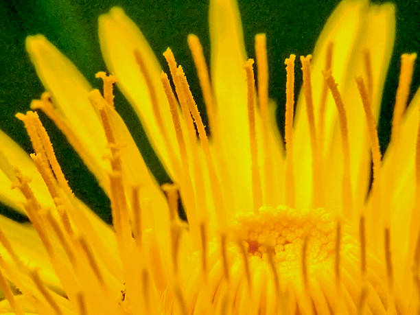 одуванчик - pollen magnification high scale magnification yellow стоковые фото и изображения