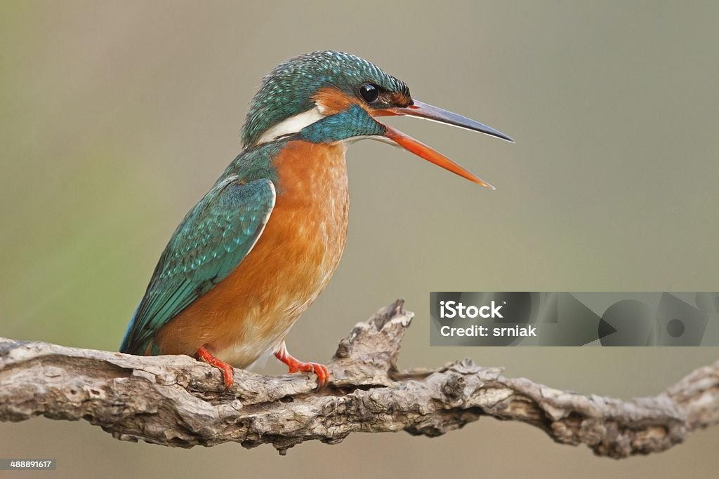 Female Common kingfisher Female Common kingfisher / Alcedo atthis / with opened beak sitting on the branch, blurred background, horizontal orientation Activity Stock Photo