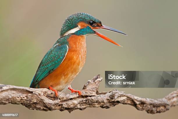 Female Common Kingfisher Stock Photo - Download Image Now - Activity, Animal Wildlife, Animals In The Wild