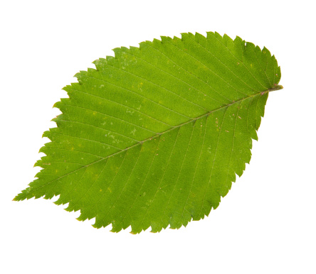 High resolution green leaf of elm tree isolated on white background