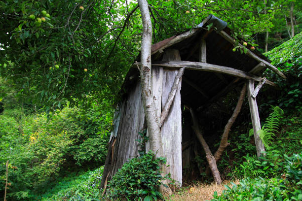 istock Old wooden shack in a forest 488892619
