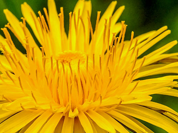 diente de león - pollen magnification high scale magnification yellow fotografías e imágenes de stock