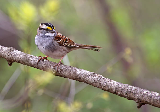 istock White-throated Sparrow, Zonotrichia albicollis 488893199