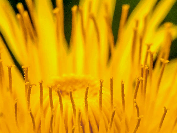 dente-de-leão - pollen magnification high scale magnification yellow imagens e fotografias de stock