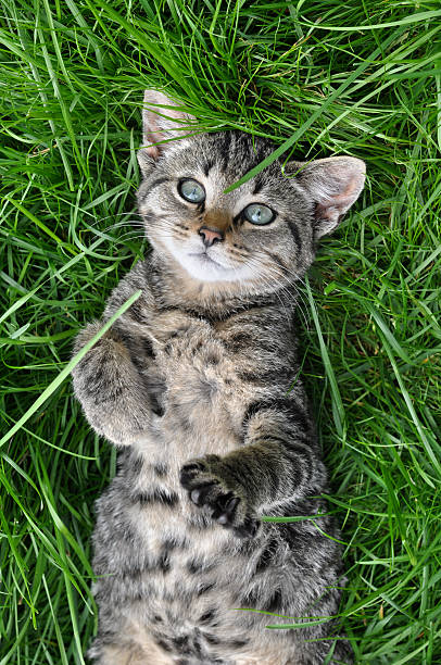 Tabby cat Tabby cat lying on green grass cat flea stock pictures, royalty-free photos & images