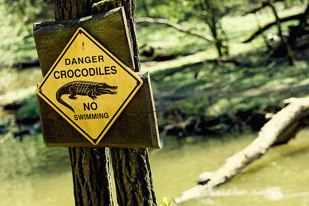 Danger crocodiles, no swimming stock photo