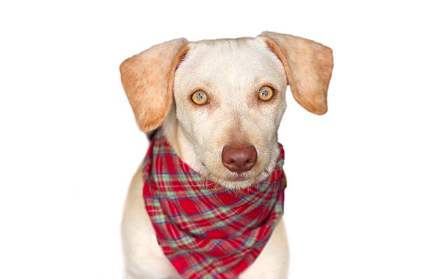 istock Cute Dog Isolated on White 488902710