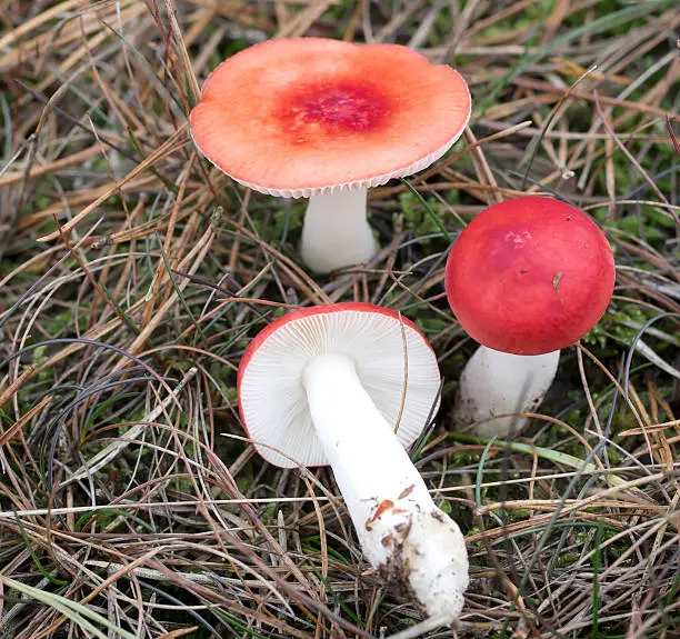Russula emetica (Schaeff. ex Fr.) S.F. Gray. Sickener, Emetic Russula, Russule émétique, Colombe rouge, Kirschroter Speitäubling, Hánytató galambgomba, Colombina rossa, rossetta, Berijpte russula. Cap 3–10cm across, convex, later flattening or with a shallow depression, scarlet, cherry or blood red, sometimes with ochre-tinted to white areas, somewhat thin-fleshed, fragile, shiny, sticky when moist; skin easily peeling to show pink to red coloured flesh beneath, margin often furrowed when old. Stem 40–90 x 7–20mm, white, cylindrical or more usually somewhat swollen towards the base, fragile. Flesh white, red immediately beneath cap cuticle. Taste very hot, smell slightly fruity. Gills adnexed to free, cream then pale straw. Spore print whitish (A). Spores broadly ovoid; with large warts, 1.2µ high, connected by fine lines to form a large-meshed, almost complete network, 9–11 x 7.5–8.5µ. Cap cystidia mostly narrowly club-shaped with 0–1 septa. Habitat under pines. Season summer to late autumn. Common. Poisonous. Distribution, America and Europe (source R. Phillips).