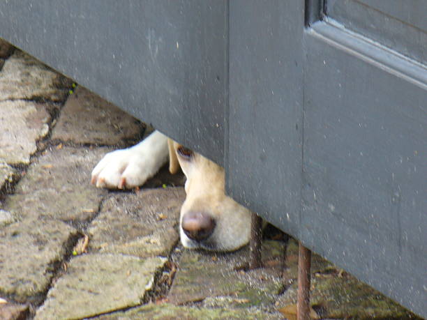 istock Big Dog On Cobblestone Pavement Under Door 488902916