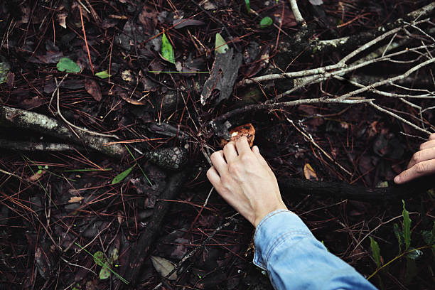 istock Gathering wild mushrooms story 488902930