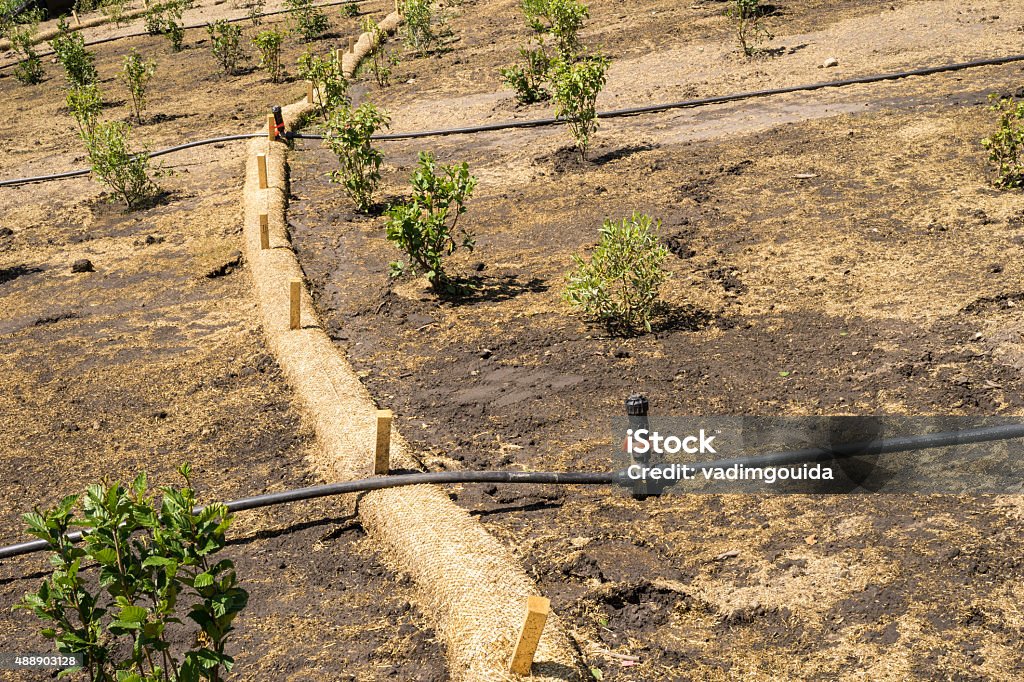 Straw Guard Biodegradable Erosion Control Straw Sock Guard Fixed On A Slope Stock ...
