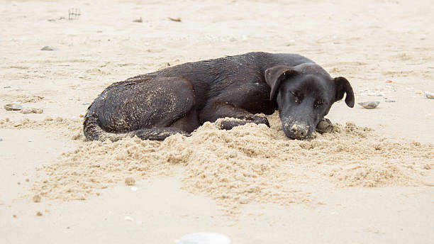 istock black dog sleep on beach 488903262