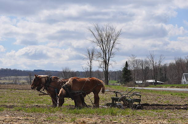 istock Amish Horses and Plow 488903278