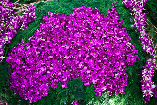 Australia map made from orchid flowers