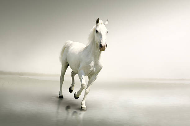 Beautiful white horse in motion Animal concept for background, web banner, promotional materials, poster, presentation templates, advertising and printed materials. white horse running stock pictures, royalty-free photos & images