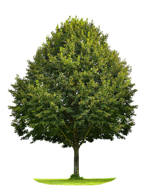 istock Green linden tree isolated on white background. Nature object 488905838