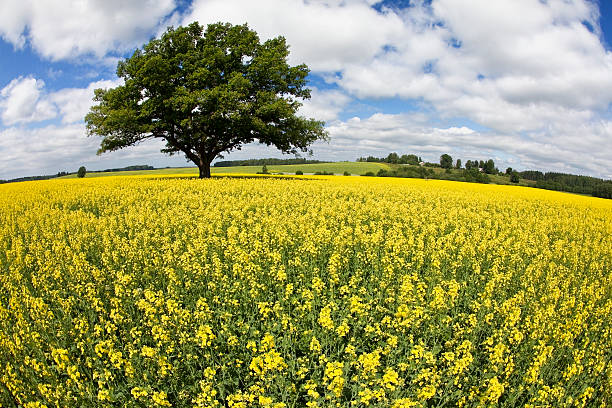 oak tree - mustard plant mustard field clear sky sky fotografías e imágenes de stock