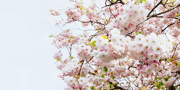 Flores da primavera - foto de acervo