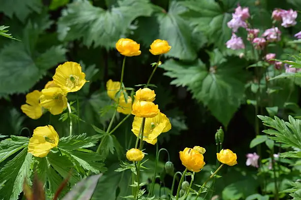 yellow globe flowers, trollius chinensis, yellow Welsh poppy, mecanopsis cambrica, and pink European columbine, aquilegia on a background of giant green leaves of Ligularia przewalskii in mid-Spring