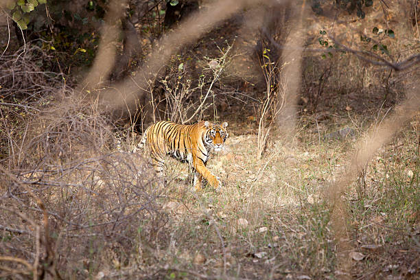 istock The stalking tigress 488907230
