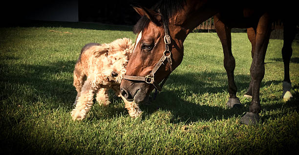 Dog and horse friends