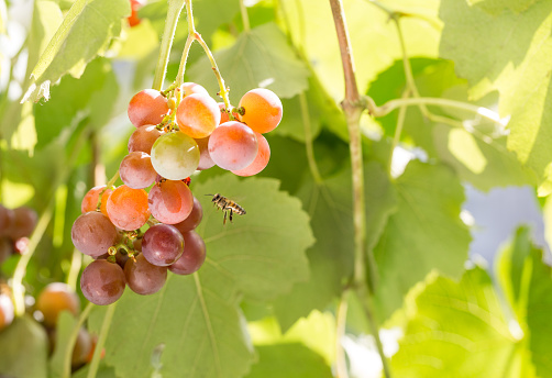 Bees and wasps eating grapes. Vineyard grows in the home garden.