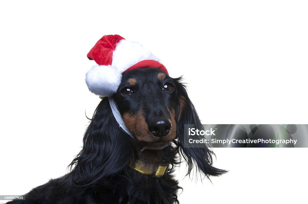 Dog with Santa Hat A small daschund isolated on white looking at the camera and wearing a santa hat. Animal Stock Photo