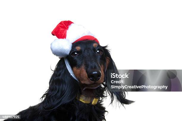 Dog With Santa Hat Stock Photo - Download Image Now - Animal, Animal Body Part, Animal Head