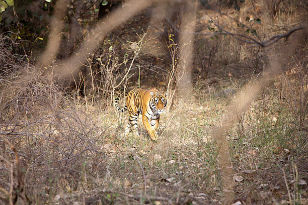 istock The stalking tigress 488907988