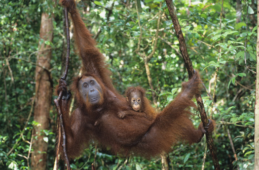Young Orangutan embracing mother in tree