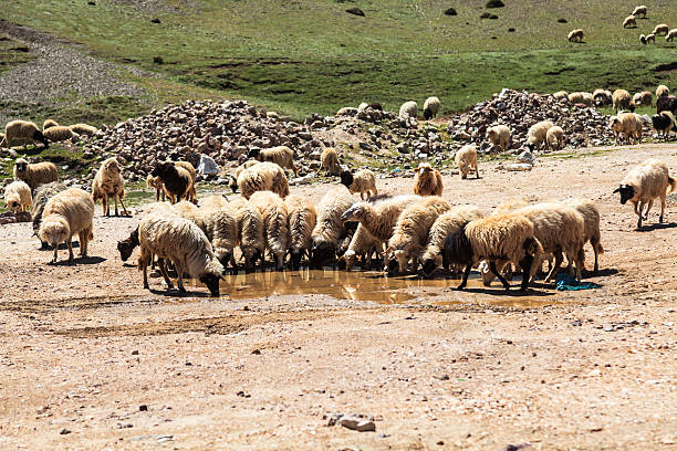 istock Flock of mountain goats drinking water 488908345