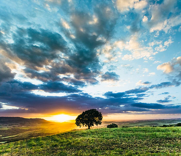 arbre sur les collines de toscane - autumn sun oak tree photos et images de collection