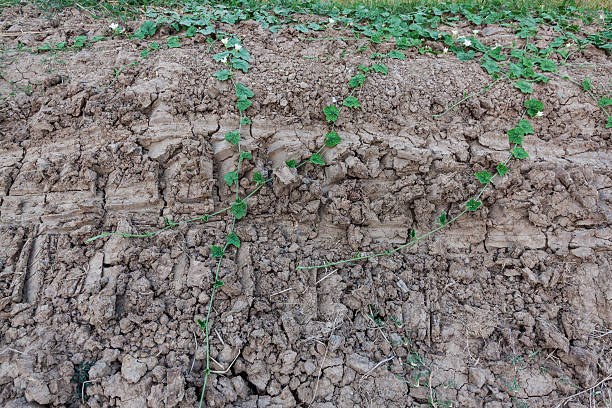 istock Plant in dried cracked mud 488908829